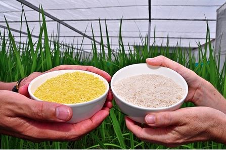 US researchers confirm Chinese children used in GM golden rice trial ...