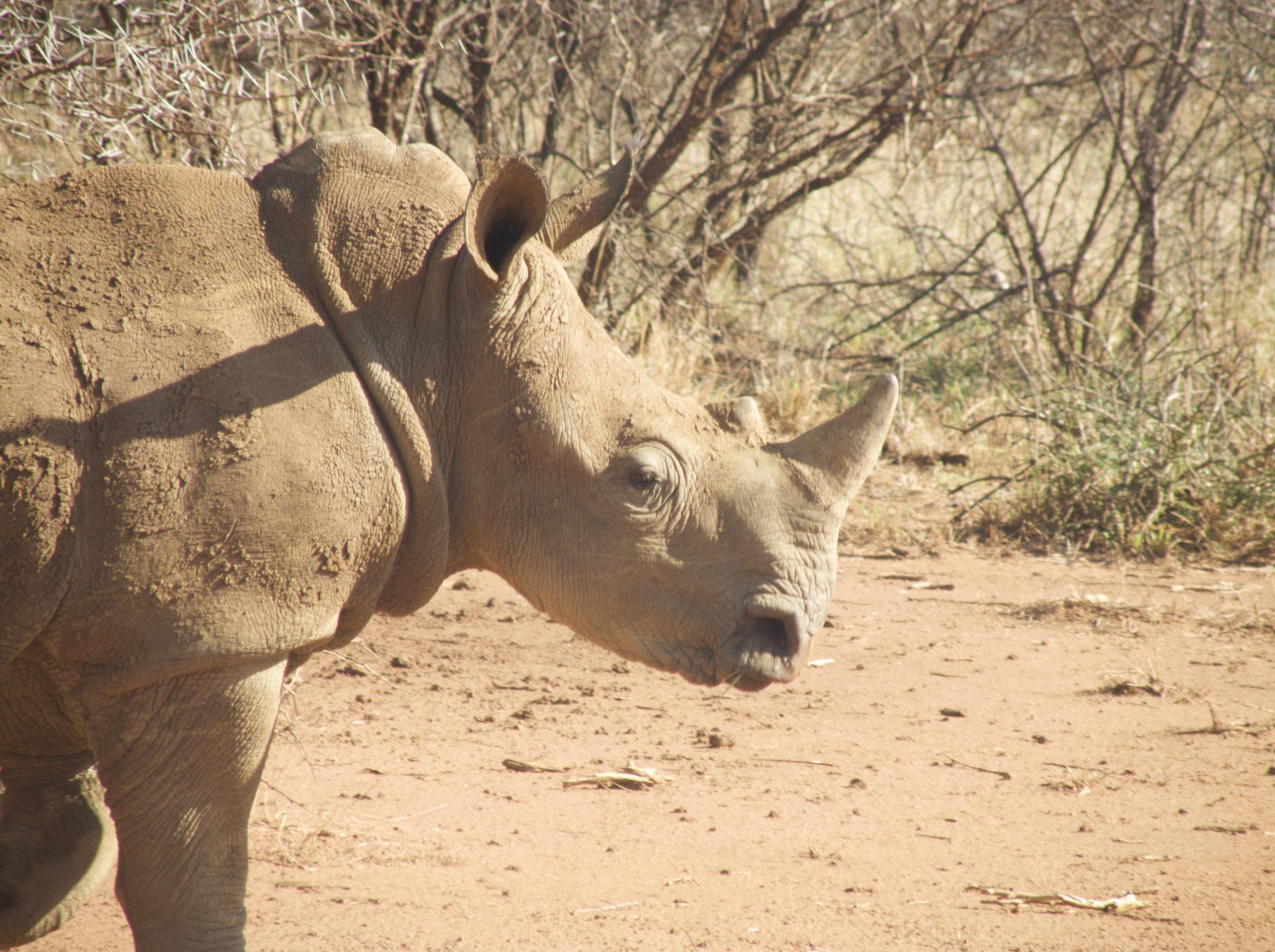 <p>As the world&#8217;s rhino population dwindles, poaching is more vicious than ever. With time running out for the rhino, campaigners are turning to China to help end the illegal rhino horn trade. (Image by&nbsp;Jeremy Smith)</p>