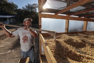 <p>A farmer in Honduras dries coffee beans (image: Flickr by <a href="https://www.flickr.com/photos/27781737@N05/33155667845/in/photolist-b6WsTn-jALJYU-25n8HWT-BPiifq-24JWi3R-24FbWyE-23E9xVo-SjDKzV-RijBSz-RLTJTH-F5SuEr-Sndbxq-RW5z2h-SvRsVB-RgRKyX-SxoyAN-Sm5Vnz-SpL558-RfFrKN-Sm5UjH-ReaS2E-RW2YbE-RgRX6z-Redxw7-zvKkn6-RgPqmn-N6FUWB-Joj8uA-27Dve3H">Maren Barbee</a>)</p>