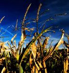corn growing in fertile soil
