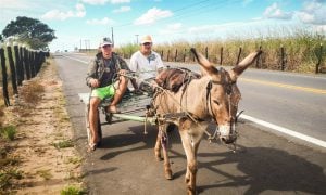 <p>A donkey working in the centre of Bah&iacute;a. Although donkeys are still often used, motorcycles have been increasingly popular in recent years.</p>