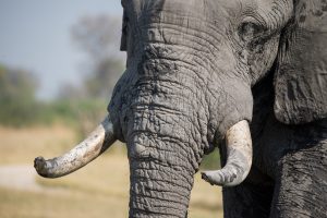 <p>If the government imposed a comprehensive ban on the ivory&nbsp;trade then&nbsp;60% of purchasers said they would no longer buy it&nbsp;(Image by&nbsp;tonyo_au)</p>