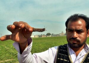 man holds locust in front of field of crops damaged by locust swarm