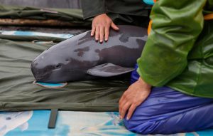 finless porpoise laid on a towel ready for relocation