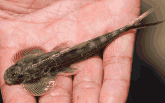 Upper Yangtze fisheries on 