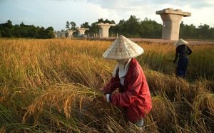 <p>Rice harvesting near Vientiane in Laos. The pillars will support the Nam Khone bridge, the longest on the China–Laos high-speed railway (Image: Surya Chuen / China Dialogue)</p>