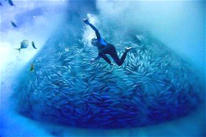 diver in the ocean surrounded by fish. The world's oceans require much better governance, says the Global Ocean Commission (Image by Alex Hofford / Greenpeace) 