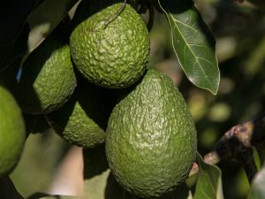 <p>（图片来源：<a href="https://pixabay.com/en/hass-avocado-avocados-fruit-tree-2685821/">sandid</a>）</p>