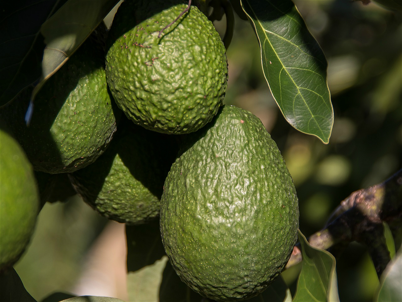 <p>（图片来源：<a href="https://pixabay.com/en/hass-avocado-avocados-fruit-tree-2685821/">sandid</a>）</p>