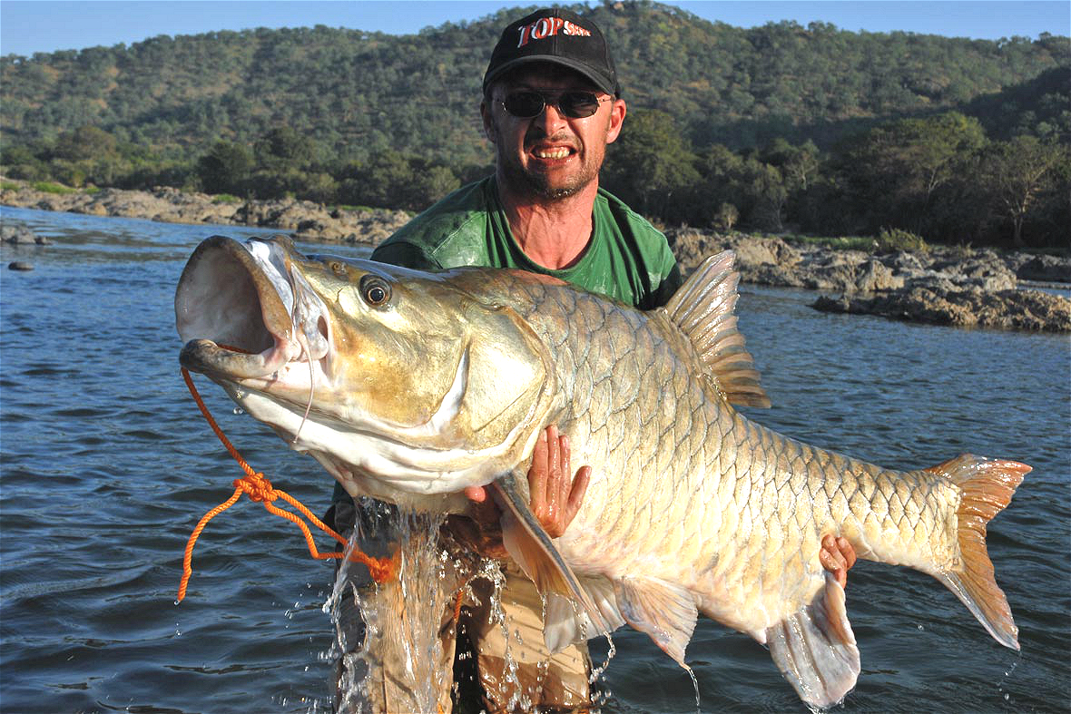 <p>The iconic hump-backed mahseer&nbsp;(Image:&nbsp;J&nbsp;Bailey)</p>