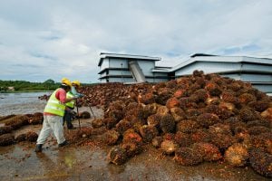<p>Workers sort oil palm fruit at a processing plant in Bintulu, Malaysian Borneo (Image: Alamy)</p>