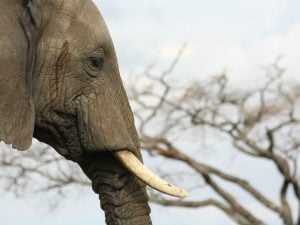 <p>There is a good chance that almost all major ivory consuming countries will have domestic ivory bans in place soon (Image by Hugh_Grant) </p>