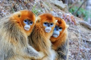 <p>Native to central and southwest China, the golden snub-nosed monkey is endangered (Image: Alamy)</p>