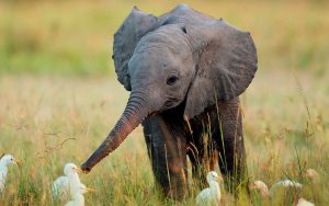 baby elephant in the grass near some baby birds