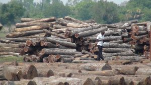 <p>中国从莫桑比克进口的木材中，约有一半是不合法的。(图片来自：EIA）</p>