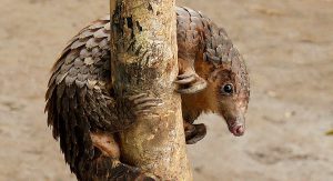 <p>Pangolins are being hunted to extinction for&nbsp;their meat and scales, mainly to meet demand in China and Vietnam&nbsp;(Image by Bart Wursten)</p>