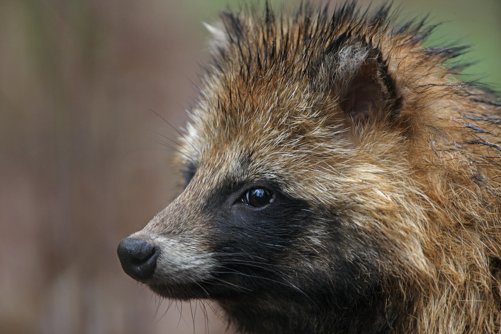 <p>The racoon dog is one of 13 wild animal species featured on the Chinese government &#8216;whitelist&#8217; (Image: Alamy)</p>