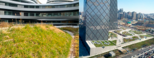 <p>Green roofs in Beijing could reduce air particle pollution equivalent to taking 730,000 cars off the road (Image by&nbsp;Gavin Lohry).</p>