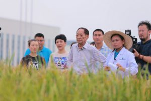 <p>Yuan and his team in rice fields at the Qingdao Seawater Rice Research Centre&nbsp;(Image:&nbsp;海水稻研发中心/weibo)</p>