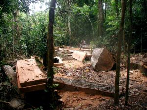 Felled hardwood trees. The trade in illegal timber risks destruction of tropical habitats and forests that soak up greenhouse gases. Image by George Powell) 