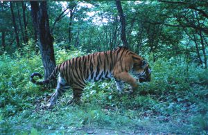 <p>A wild Siberian tiger, photographed in its natural habitat by the Beijing Normal University research team (Image: Beijing Normal University)</p>