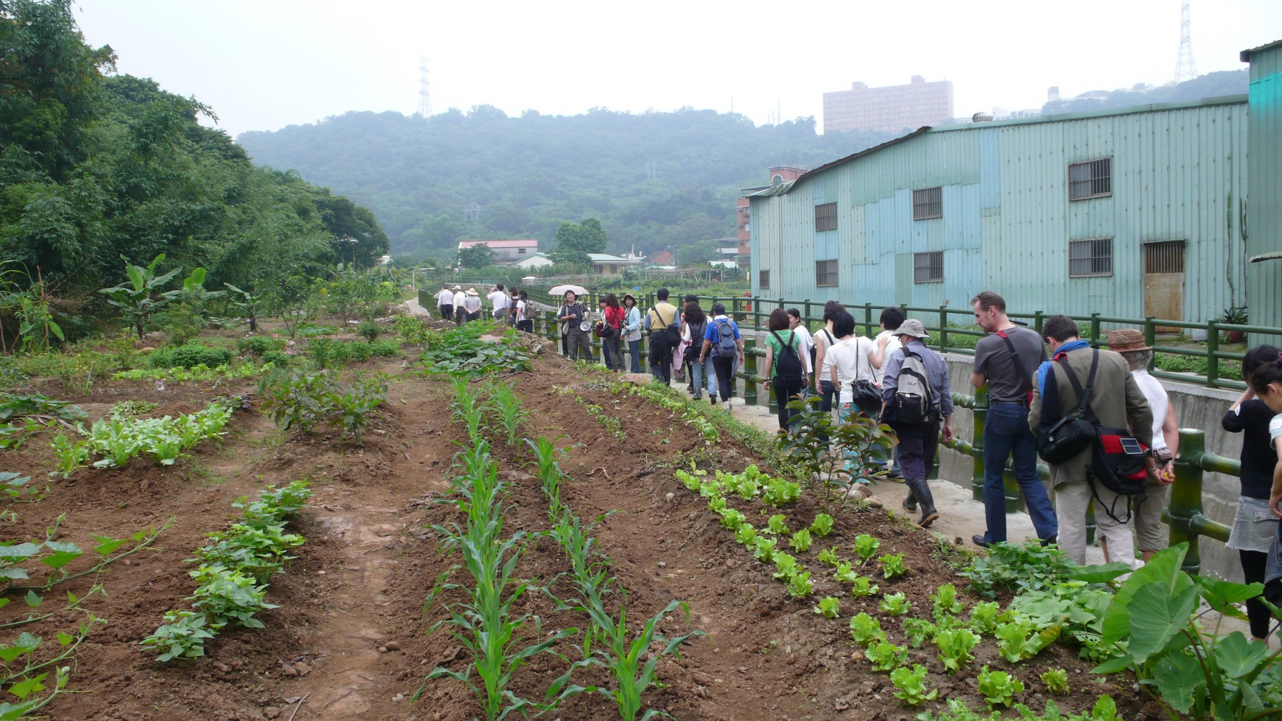 <p>Once a bucolic agricultural region, Zhuwei was overrun with blight and pollution following the completion of a metro line. (Image courtesy of Wu Mali)</p>