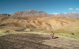 <p>A woman waters a dry field in preparation for a grain crop in Spiti Valley, Himachal Pradesh [image by: Daniel J Rao/Alamy]</p>