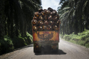 Transporting oil palm fruit bunches in Riau, Indonesia