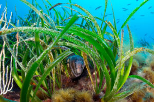 <p>The EU&#8217;s biodiversity strategy proposes restoring ecosystems like seagrass meadows, home to multifarious wildlife (Image: Alamy)</p>