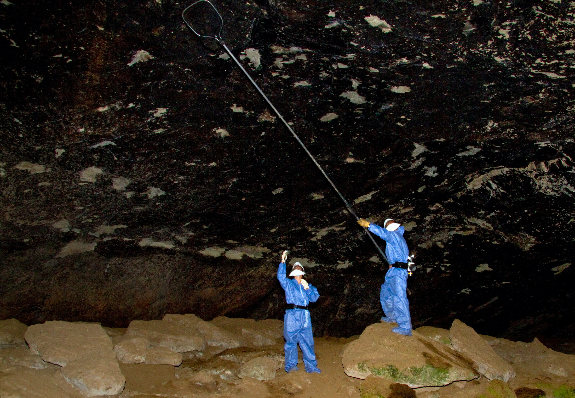<p>Scientists collect bats in a cave, surveilling for emerging zoonotic diseases. (Image: Alamy)</p>