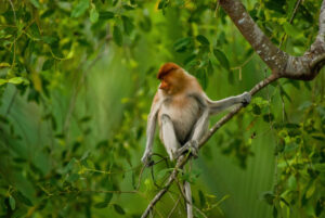 <p>The endangered proboscis monkey, endemic to the island of Borneo and found mainly in coastal mangrove forests, is one of the species threatened by the relocation of Indonesia’s capital to East Kalimantan (Image: Reynold Sumayku/Alamy) </p>
