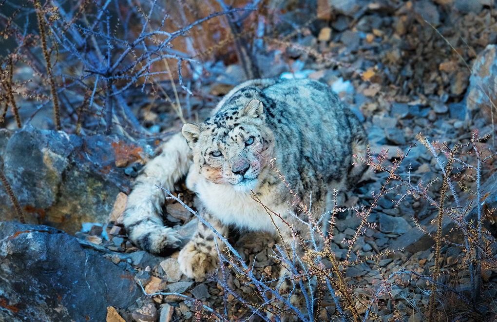 The endangered snow leopard, Himalayas [image by: Himachal Pradesh Wildlife Department]