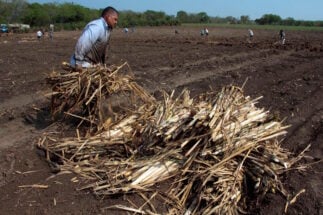 <p>Um trabalhador em um campo de cana-de-açúcar no município de Tonacatepeque, a noroeste da capital de El Salvador, San Salvador (imagem: Alamy)</p>