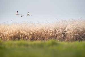 Storks flying above long grass