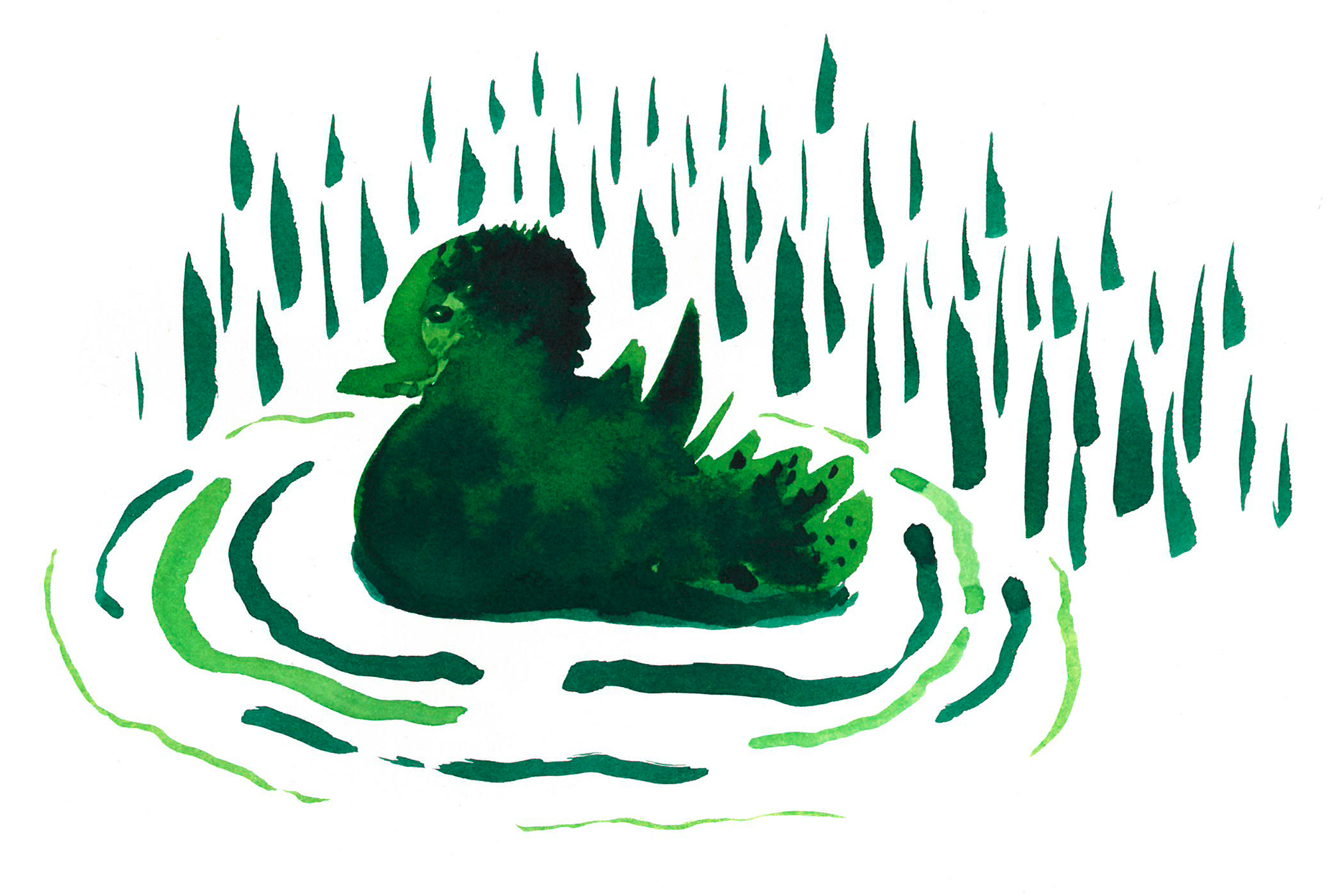 duck in natural pond ecosystem, illustration by Anna Schlimm