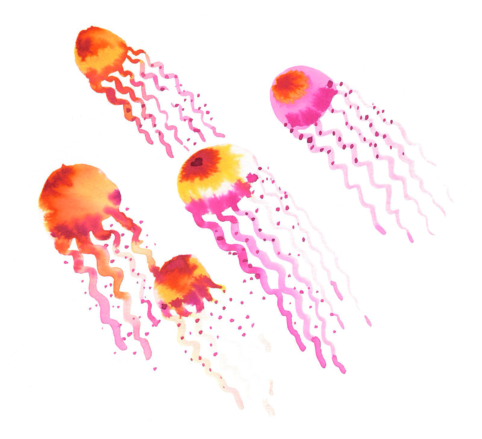 jellyfish, inhabitants of a coral reef, illustration by Anna Schlimm