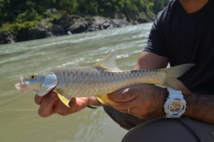<p>The area where the dam is to be built is the habitat of the endangered golden mahseer [image: Alamy]</p>