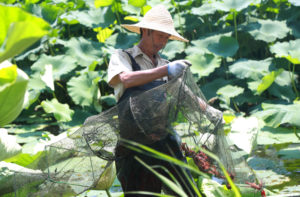 <p>In an example of ecological aquaculture, a villager collects crayfish from a lotus pond in Jiangsu province, east China (Image: Alamy)</p>