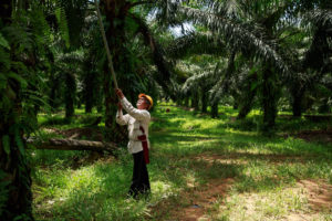 <p>A smallholder at work on an RSPO-certified oil palm plantation in Sabah, Malaysia (Image © RSPO / Jonathan Perugia)</p>