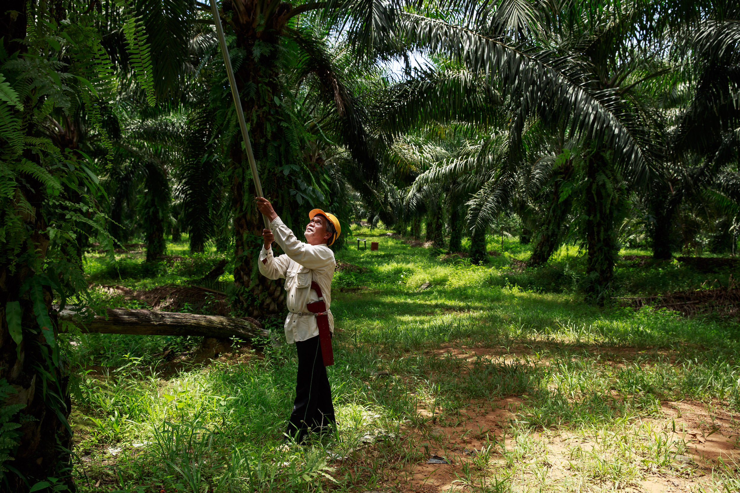 <p>马来西亚沙巴通过RSPO认证的小型棕榈种植园。图片来源 © RSPO / Jonathan Perugia</p>