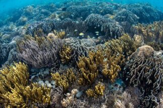 A healthy coral reef in Indonesia