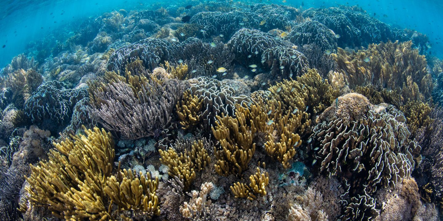<p>Un saludable arrecife de coral en Indonesia (imagen: Alamy)</p>