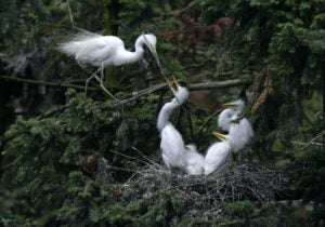 Egrets in Xiangshan Forest Park. Jiangxi