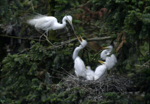 <p>Egrets in Xiangshan Forest Park, Jiangxi province (Image: Alamy)</p>