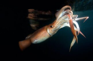 <p>El calamar de Humboldt, una de las dos especies que las temporadas de veda pretenden proteger (Imagen: Alamy)</p>
