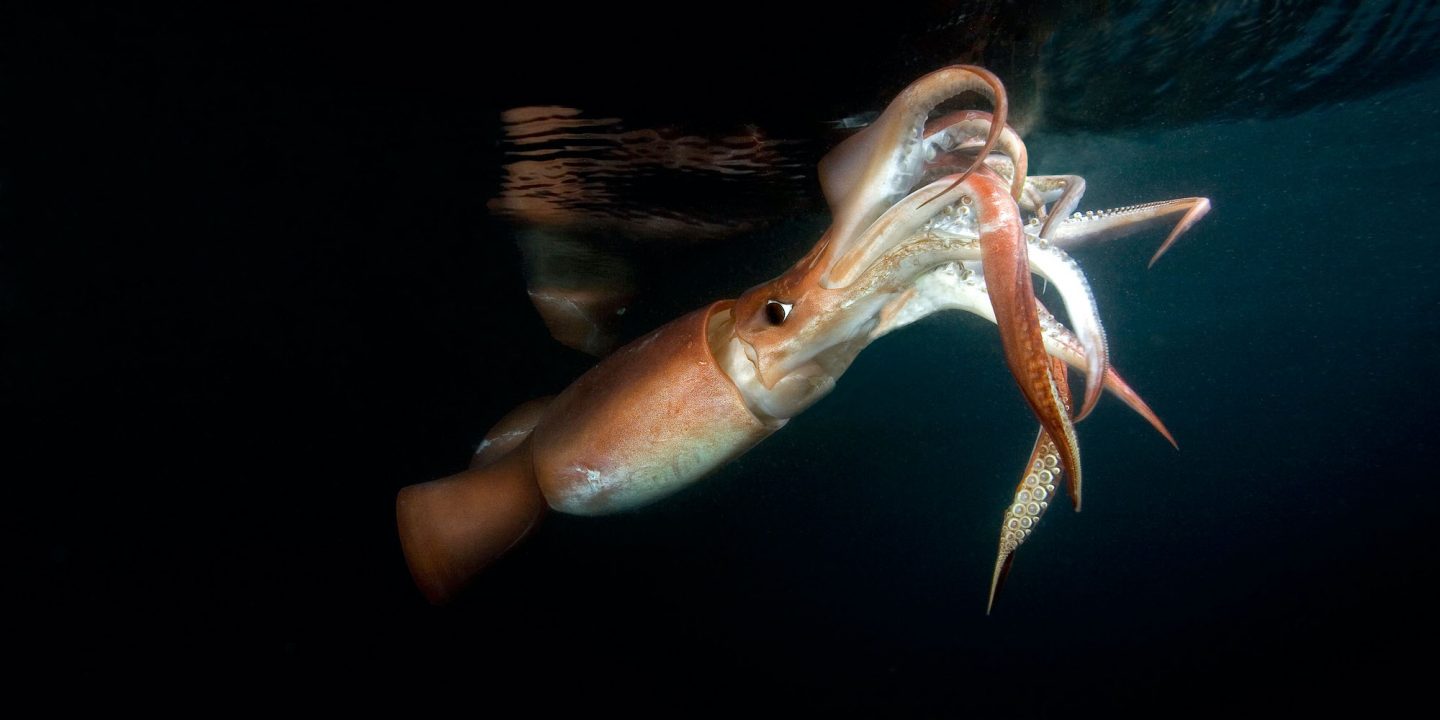<p>El calamar de Humboldt, una de las dos especies que las temporadas de veda pretenden proteger (Imagen: Alamy)</p>