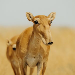saiga antelope in central asia