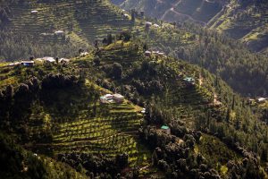 <p>Terraced apple orchards in Shimla, Himachal Pradesh. Climate change means fruit is appearing earlier in the year [image by: travelib india/Alamy Stock Photo]</p>