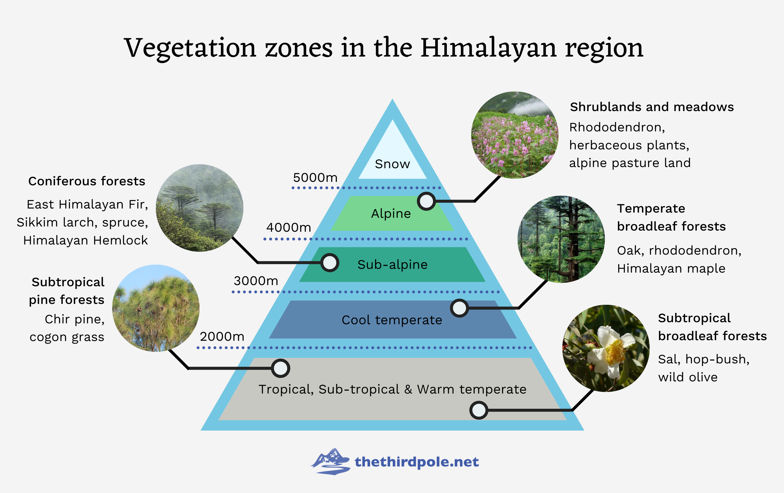 Vegetation zones in the Himalayas