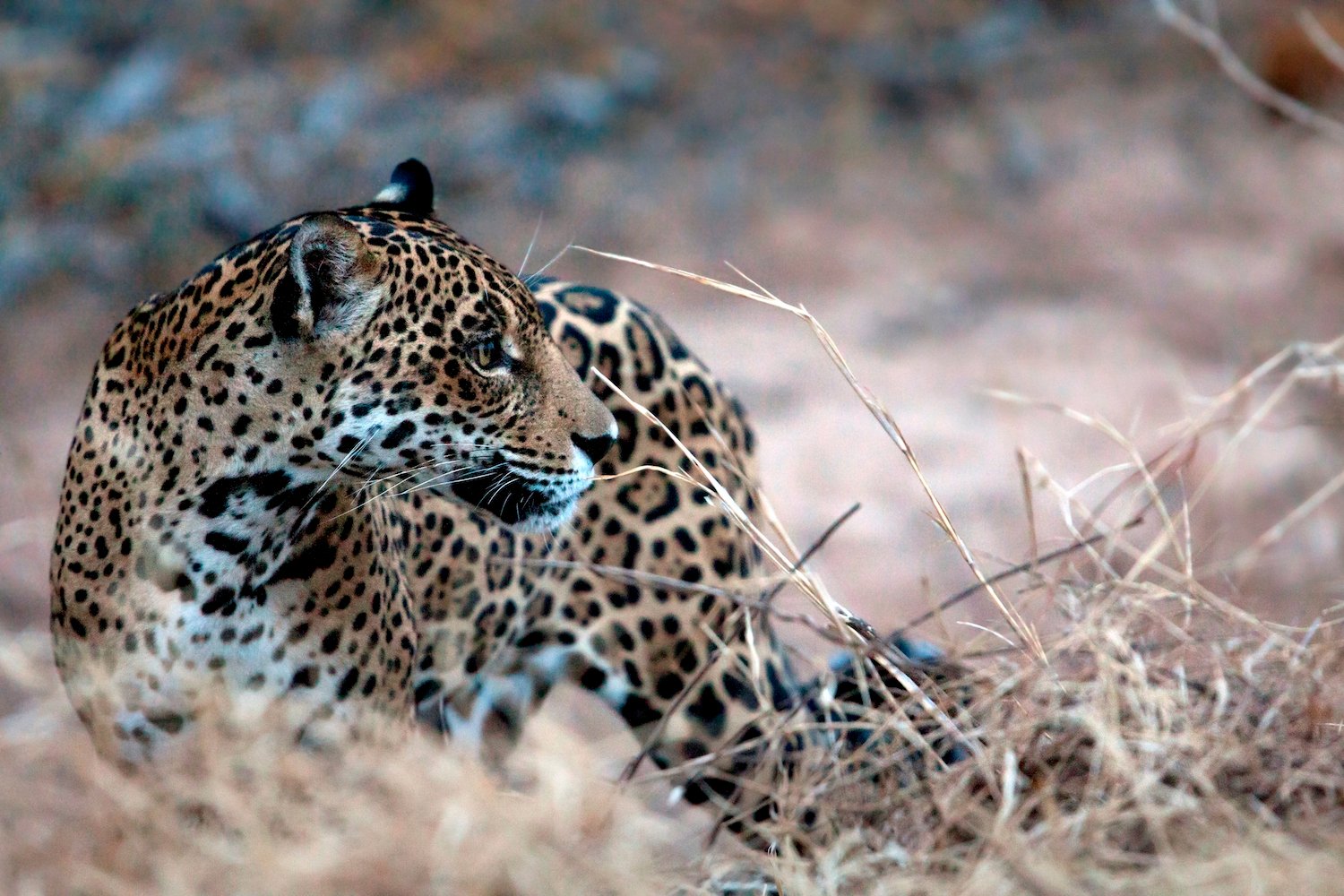 <p>In Bolivia, the jaguar is under threat from illegal trafficking and deforestation (image: Daniel Alarcó/ Sernap)</p>